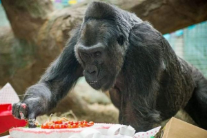 Najstarszy goryl na świecie skończył 59 lat Najstarszy goryl na świecie skończył 59 lat